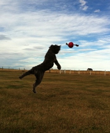 Dante 'chasing' his ball!