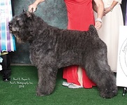 Bouvier Des Flandres image:Am GCHB Can Ch Quiche's Major League