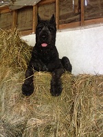 Bouvier image: 'Bach' sitting on a hay bale.
