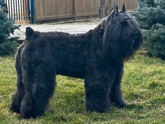 Bouvier image: 'Neva'