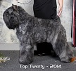 Bouvier Des Flandres image: NV