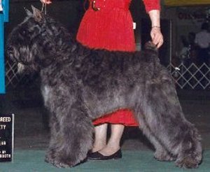 Bouvier Des Flandres image: Am/Can Ch Quiche's Nite Ryder ROM ROMC