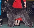 Bouvier Des Flandres image: Am/Can Ch Quiche's Nite Ryder ROM ROMC