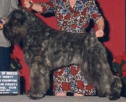 Bouvier Des Flandres image: Am/Can Ch Quiche's Special F/X