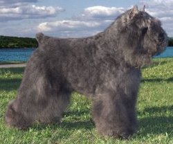 Bouvier Des Flandres image: Am/Can Ch Quiche's Zoom The Rocket