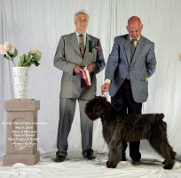 Bouvier image: Taboo winning Best Puppy In Group