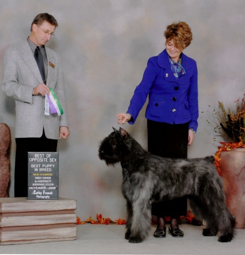 Bouvier image: 'Taboo' winning Best Opposite Sex and Best Puppy In Breed