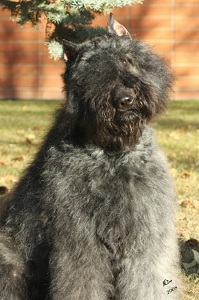 Bouvier image: Beautiful Taboo