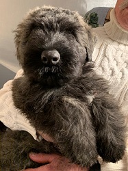 Image of Bouvier puppy